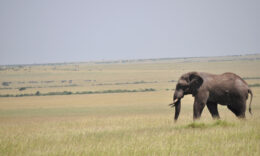 Elephant walking across a field