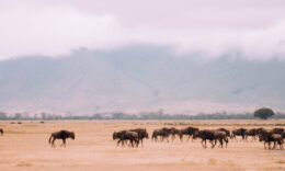 Herd of antelope in a field