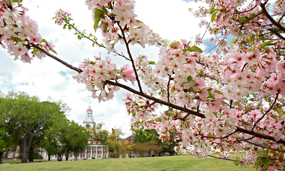 Cherry Blossoms on Coleman Hill