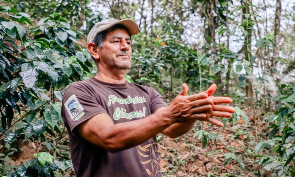 Photo of coffee farmer Carlos Ochoa demonstrating how to harvest coffee