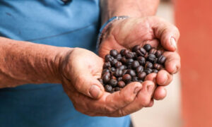 Photo of coffee farmer Romiro Paulta holding fruit from a coffee tree in his hands