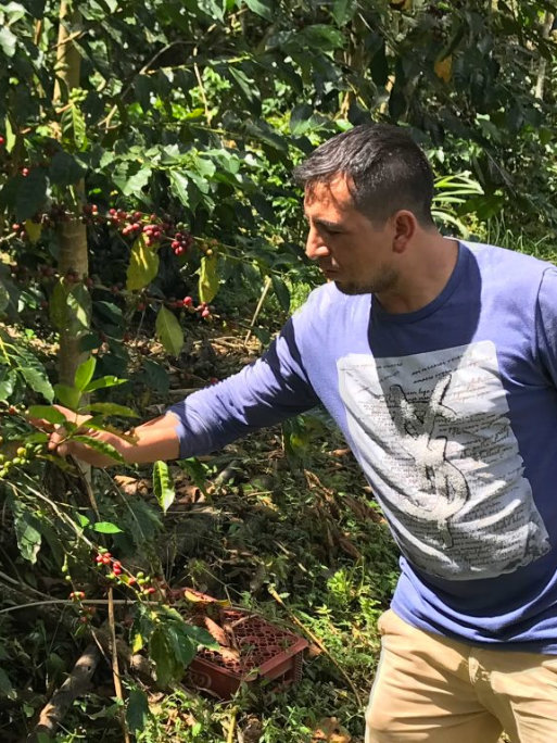 Photo of an Ecuadorian farmer inspecting fruit on a coffee tree